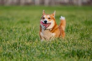 funny portrait of cute corgi dog outdoors photo