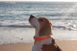 cachorro beagle juega en la playa en un día soleado