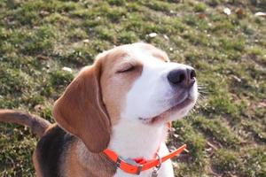 cachorro beagle juega en la playa en un día soleado foto