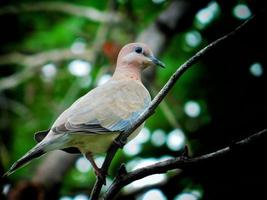 Dove Pigeon stock photo