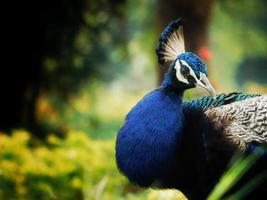 foto de retrato de pavo real