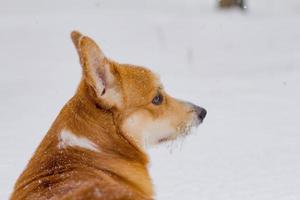 lindo retrato de corgi pembroke galés, perro gracioso divirtiéndose en la nieve foto