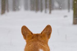 lindo retrato de corgi pembroke galés, perro gracioso divirtiéndose en la nieve foto