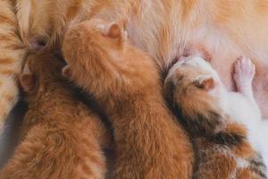 Newborn baby kittens drinking milk from their mom breast photo