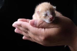 New born kitten sleeping on hand with black background photo