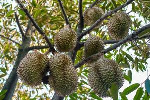 Fresh durian fruit hanging on the tree against blurred background photo