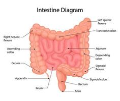 Anatomía del intestino delgado y grueso. órgano humano interno, tracto digestivo. ilustración vectorial aislado sobre fondo blanco. vector