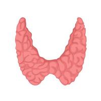 Anatomía de la glándula tiroides. icono de la anatomía de los órganos del cuerpo humano. concepto médico. vector