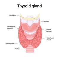 Anatomy of the thyroid and trachea. Human body organs anatomy icon. Medical concept. vector