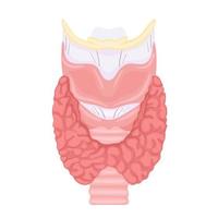 Anatomía de la tiroides y la tráquea. icono de la anatomía de los órganos del cuerpo humano. concepto médico. vector