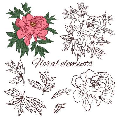 Set of peony leaves and flower, isolated vector outline on white background.