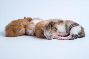 Newborn kittens are sleeping on the white floor photo
