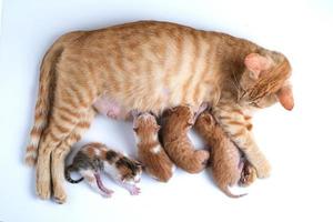 Newborn baby kittens drinking milk from their mom breast photo