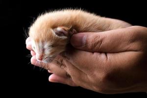 New born kitten sleeping on hand with black background photo