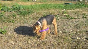 welsh terrier bitande gummileksaksring video