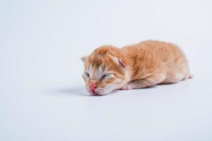 Newborn kittens are sleeping on the white floor photo