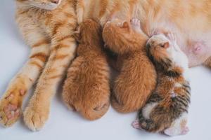 Newborn baby kittens drinking milk from their mom breast photo