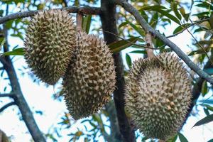 Fresh durian fruit hanging on the tree against blurred background photo