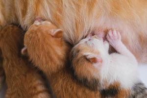 Newborn baby kittens drinking milk from their mom breast photo