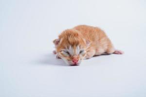 Newborn kittens are sleeping on the white floor photo