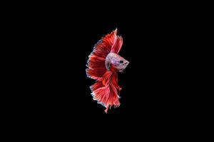 Red siamese fighting fish isolated on black background photo