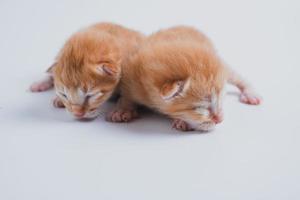 Newborn kittens are sleeping on the white floor photo