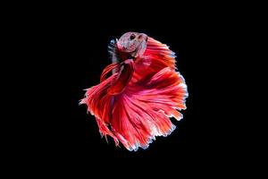 Red Siamese Halfmoon fish isolated on black background photo