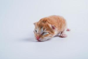 Newborn kittens are sleeping on the white floor photo