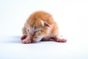 Newborn kittens are sleeping on the white floor photo