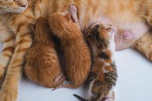 Newborn baby kittens drinking milk from their mom breast photo