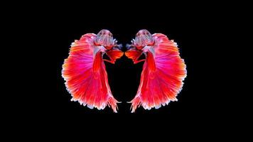 Red Siamese Halfmoon fish isolated on black background photo