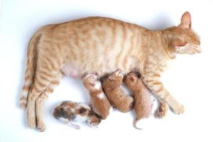 Newborn baby kittens drinking milk from their mom breast photo