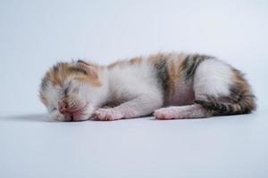 Newborn kittens are sleeping on the white floor photo