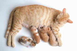 Newborn baby kittens drinking milk from their mom breast photo