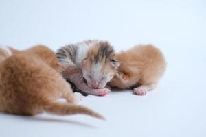 Newborn kittens are sleeping on the white floor photo