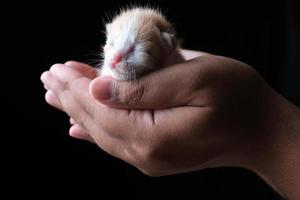 New born kitten sleeping on hand with black background photo