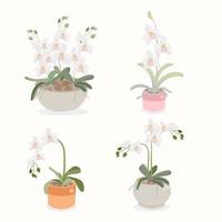 white orchid flower pot plant collection flat style isolated on white background vector