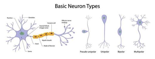 Types of neurons isolated on white background in cartoon style vector