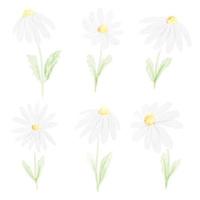 watercolor white daisy collection  on white background isolated vector