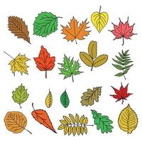 hojas en estilo garabato, hojas de otoño brillantes de diferentes tipos de árboles vector