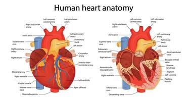 una ilustración dibujada a mano de la anatomía del corazón humano con las partes principales indicadas. ilustración vectorial en estilo de dibujos animados vector