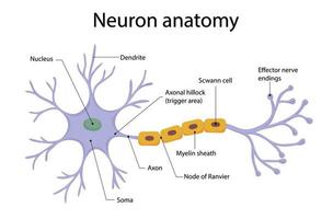 Neuron anatomy illustration diagram in cartoon style vector