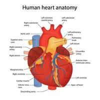 una ilustración dibujada a mano de la anatomía del corazón humano con las partes principales indicadas. ilustración vectorial en estilo de dibujos animados vector