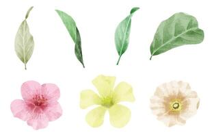 A set of flowers painted in watercolor for designer work create vector