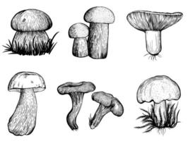 set of forest mushrooms vector