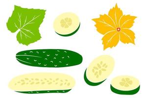 conjunto de pepino. pepinos frescos, gajos, medio pepino, flor y hoja. vector