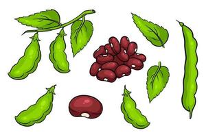 Beans set. Fresh green beans and red beans. vector