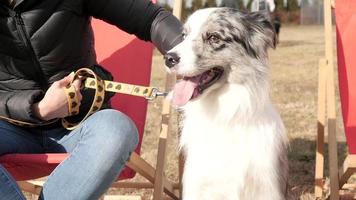 Dogs on leashes and their owners pet with Love
