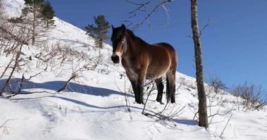 wild paard in de bergen op een zonnige winterdag. sneeuw op de grond en bomen rondom. reis de wereld rond en zoek de natuur en dieren in het wild. video
