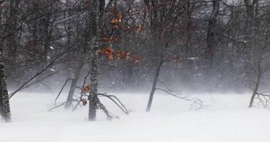 fuerte ventisca en las montañas en un día de invierno. fuerte viento y nieve cayendo. árboles y hojas temblando por el viento. feroces condiciones climáticas en la montaña. video